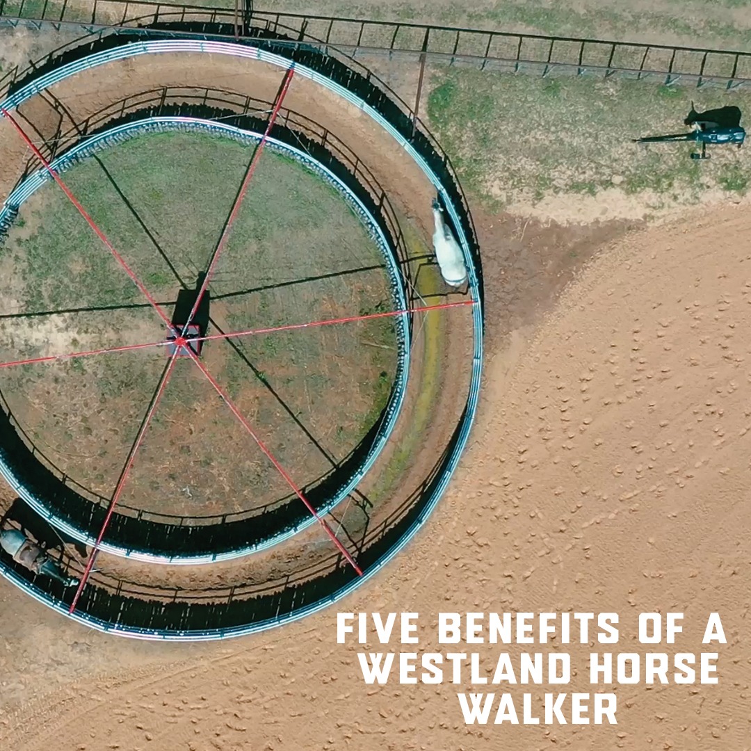 Westland Horse Walkers: 5 Benefits You Can't Ignore
