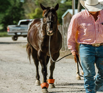 Improve horse cardiovascular health Improve horse cardiovascular health