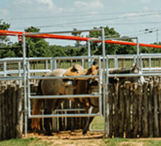 Easy Load 6 Horse Hot Walker Easy Load 6 Horse Hot Walker