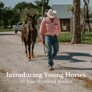 How to Use a Horse Walker