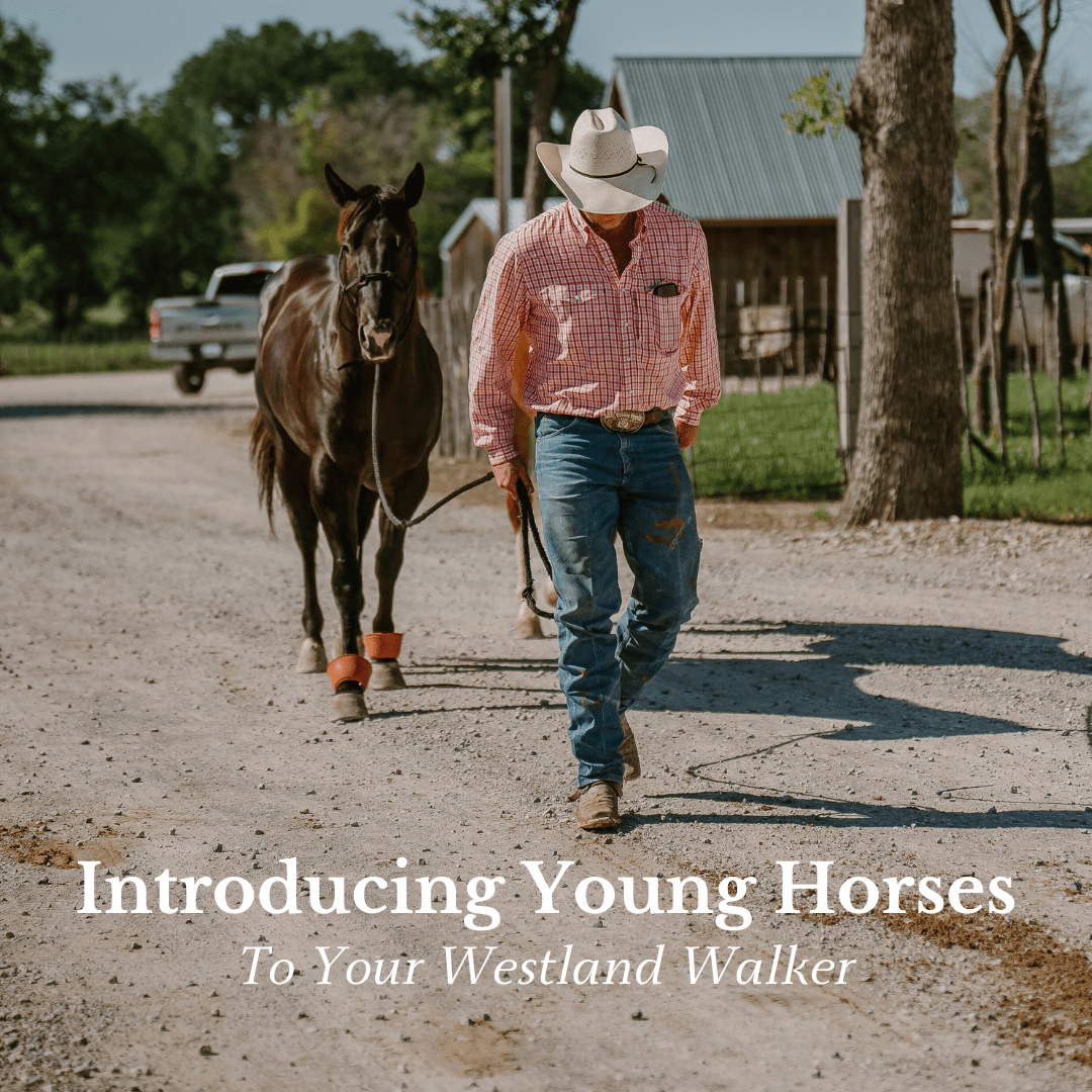 Introducing Young Horses to Your Walker